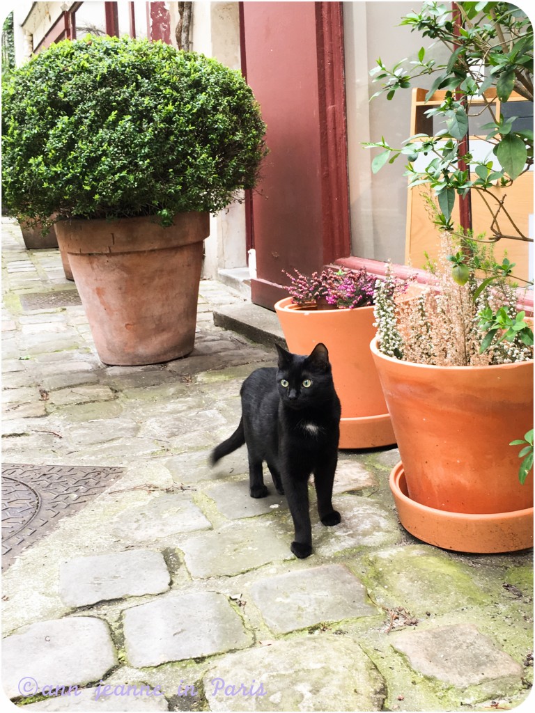 A cat in Paris, faubourg saint-antoine